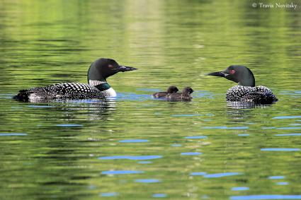 Loon Family by Travis Novitsky